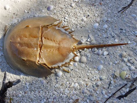 cucarachas de mar